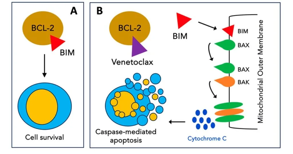 Venetoclax Mechanism of Action